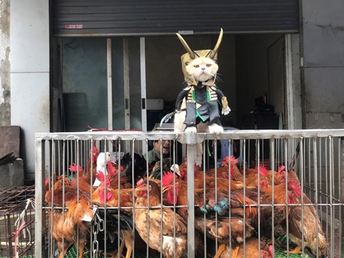 Nhân vật phản diện Loki trong phim cũng chẳng còn đáng sợ nữa khi được Chó hóa thân với hai chiếc sừng trên đầu đứng bán gà ngoài chợ.